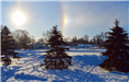 Trees and Sundog at 4th Street Rink