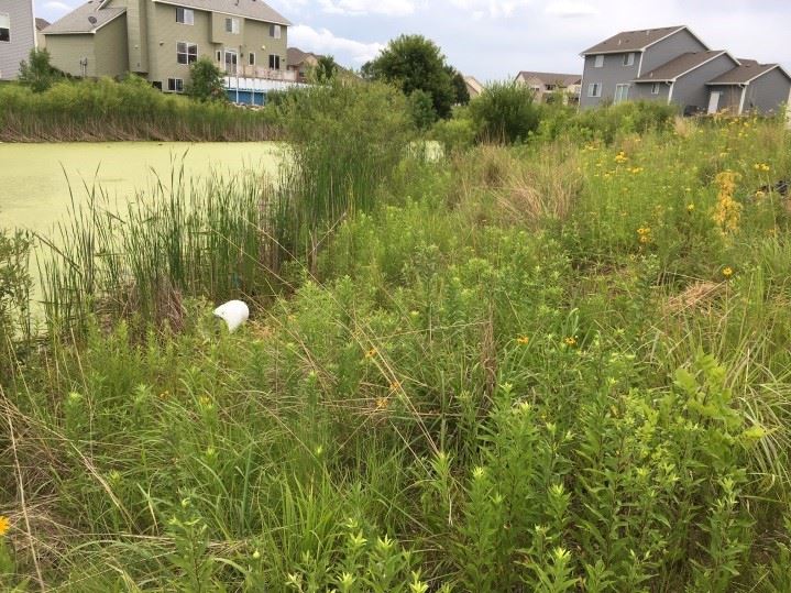 Drainage Area Behind Houses