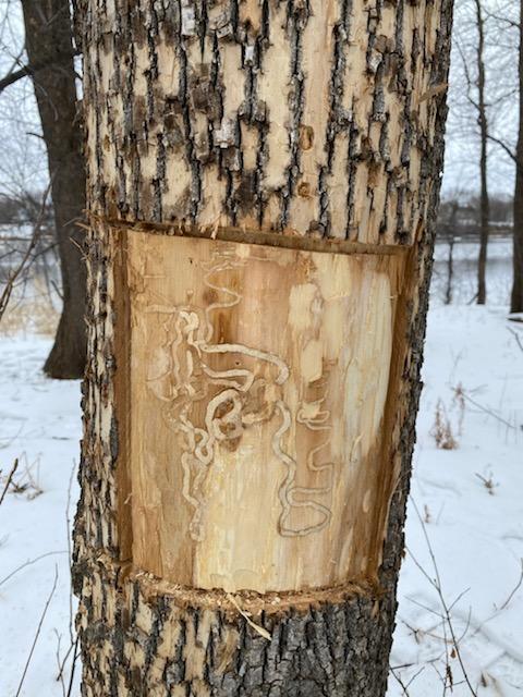 EAB infected tree showing larvae tunneling.