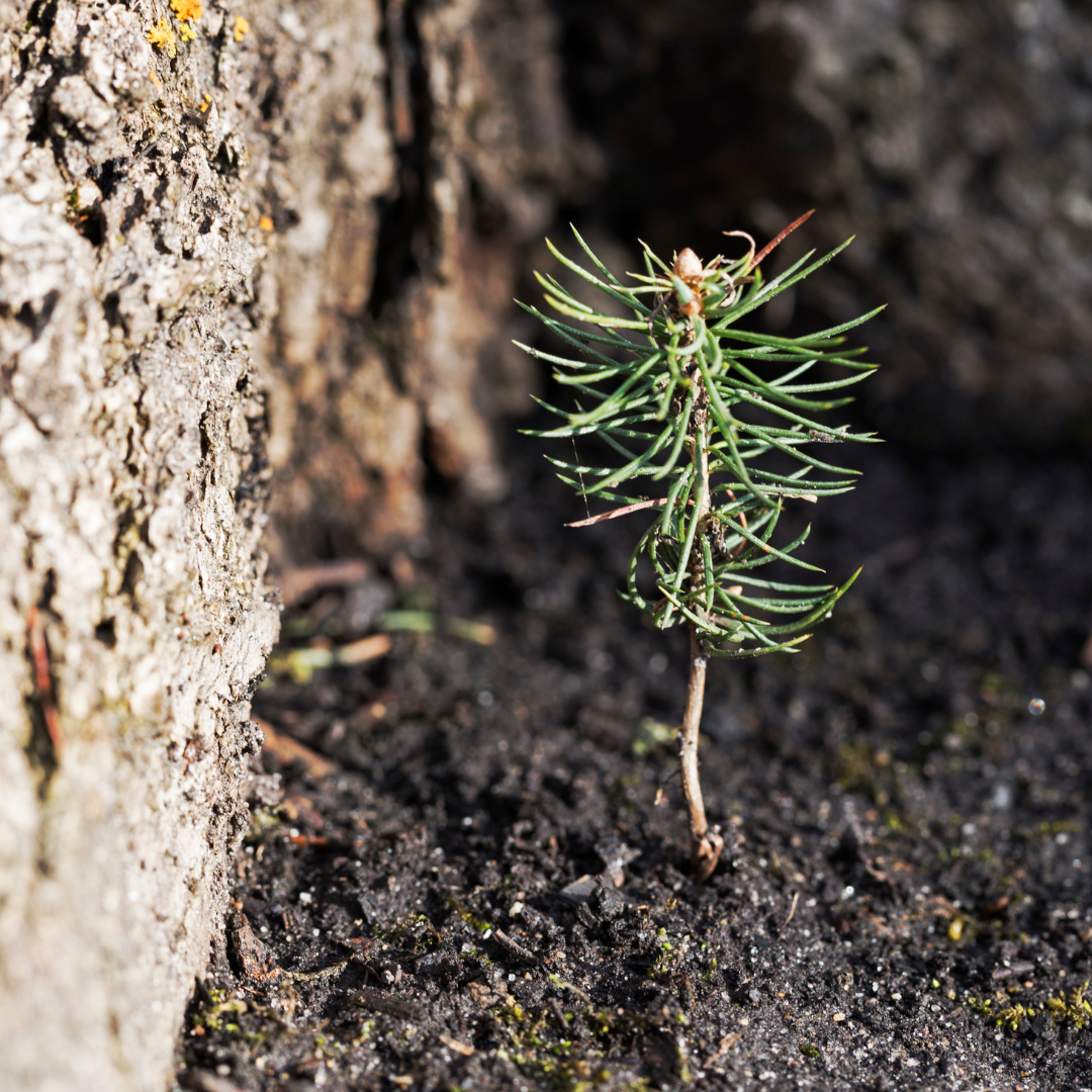 Spruce tree seedling.